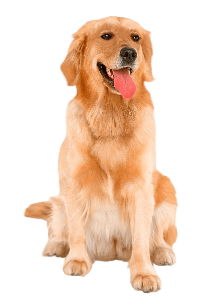 Cachorro golden retriever sorrindo